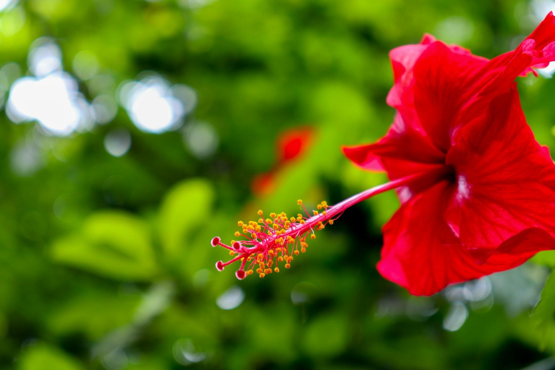 Flor de jamaica roja en la planta, con follaje verde de fondo
